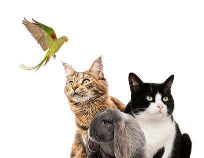 Catolet Natural